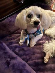 Lost Male Dog last seen Corner of 2nd St and Pennisylvania, McComb, MS 39648