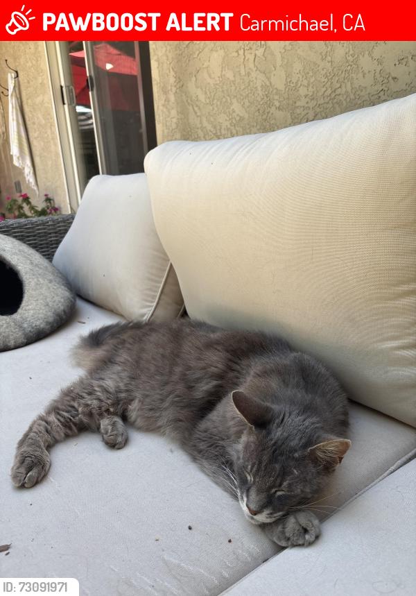 Lost Male Cat last seen Marlborough/Chancery Way, Carmichael, CA 95608