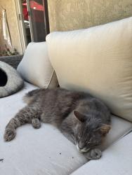 Lost Male Cat last seen Marlborough/Chancery Way, Carmichael, CA 95608