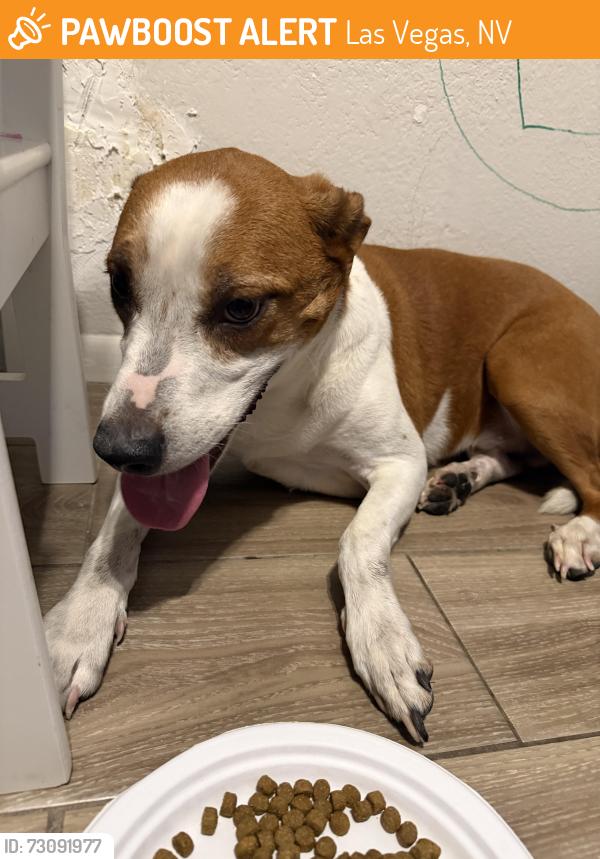 Found/Stray Male Dog last seen Forest Walk and Magic Mt, Las Vegas, NV 89119