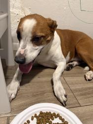 Found/Stray Male Dog last seen Forest Walk and Magic Mt, Las Vegas, NV 89119