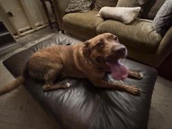 Found/Stray Female Dog last seen Alt 255, Habersham County, GA 30523