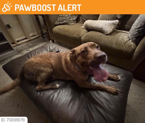 Found/Stray Female Dog last seen Alt 255, Habersham County, GA 30523