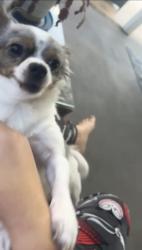 Reunited Male Dog last seen A1a and pinetree, Indialantic, FL 32903