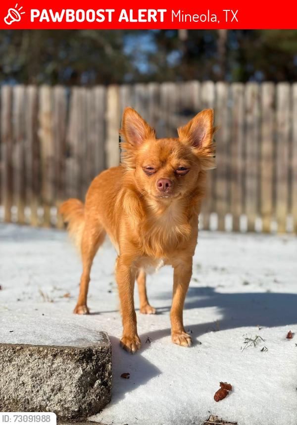 Lost Male Dog last seen Near Sugoi Lodge., Mineola, TX 75773