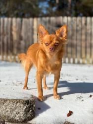 Lost Male Dog last seen Near Sugoi Lodge., Mineola, TX 75773