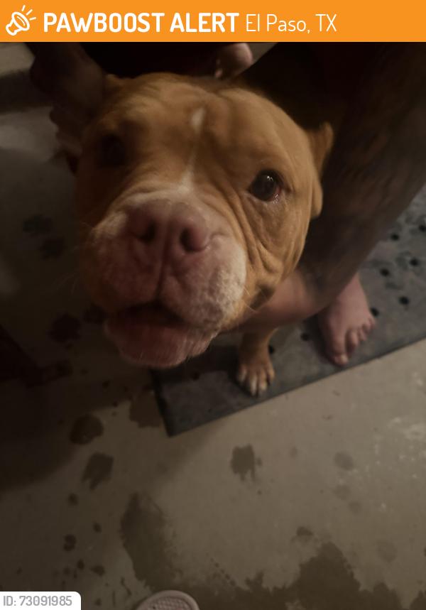Found/Stray Male Dog last seen Gene Torres, El Paso, TX 79936
