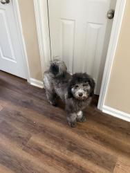 Reunited Male Dog last seen Near Willow Bnd Rd, Hiram, GA 30141, USA, Hiram, GA 30141