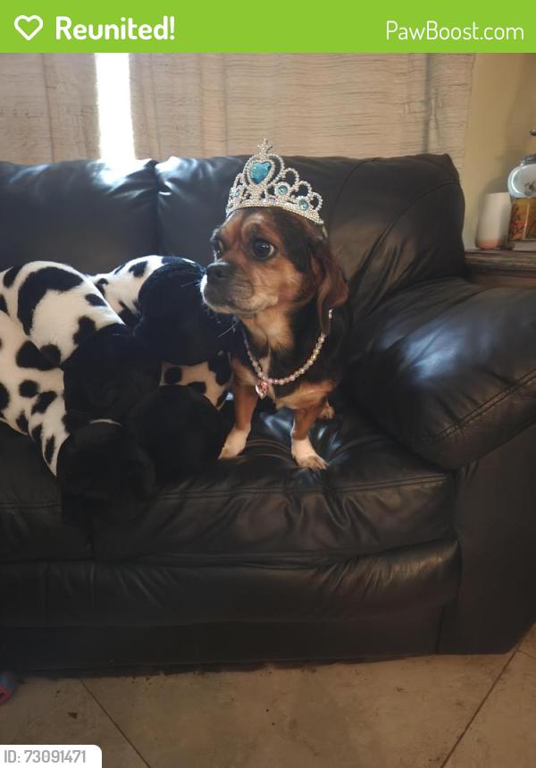 Reunited Female Dog last seen Ensenada terrace, Port St. Lucie, FL 34953