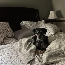 Lost Female Dog last seen Trosachs, Issaquah, WA 98029