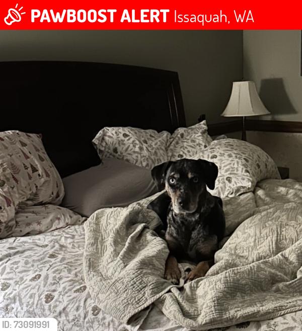 Lost Female Dog last seen Trosachs, Issaquah, WA 98029