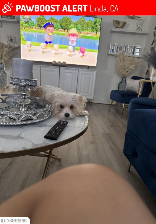 Lost Female Dog last seen Grand avenue linda ca, Linda, CA 95961