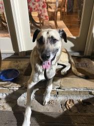 Found/Stray Male Dog last seen Midway Hollow— Durango Dr, Dallas, TX 75220