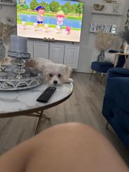 Lost Female Dog last seen Grand avenue linda ca, Linda, CA 95961