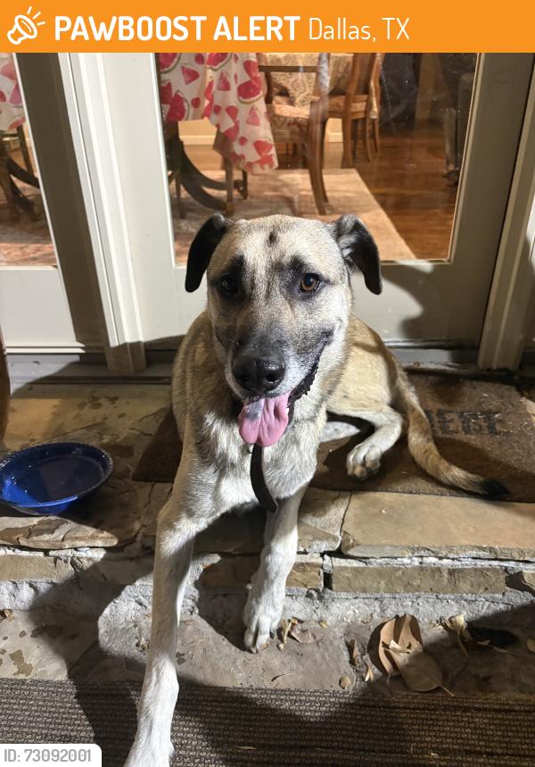 Found/Stray Male Dog last seen Midway Hollow— Durango Dr, Dallas, TX 75220