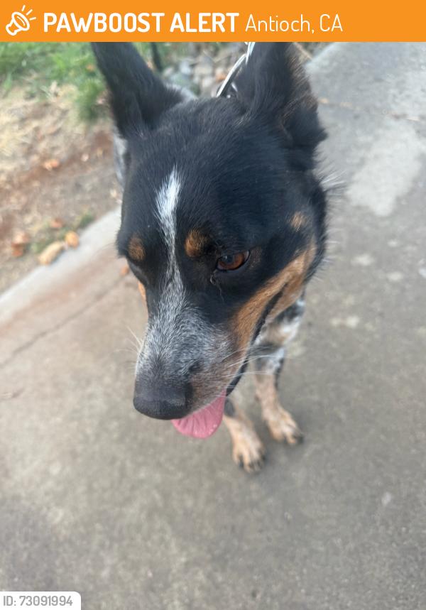 Found/Stray Female Dog last seen Kushner Way, Antioch, CA 94531