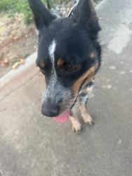 Found/Stray Female Dog last seen Kushner Way, Antioch, CA 94531