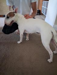 Found/Stray Male Dog last seen Near diamond summit court, Las Vegas, NV 89183