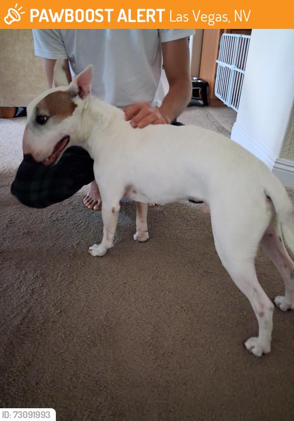 Found/Stray Male Dog last seen Near diamond summit court, Las Vegas, NV 89183