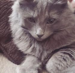 Lost Female Cat last seen At the corner of Kingston and pinehurst, East York, PA 17402