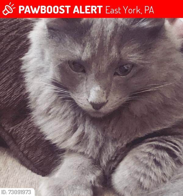 Lost Female Cat last seen At the corner of Kingston and pinehurst, East York, PA 17402