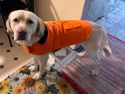 Reunited Male Dog last seen Near near skillet hill rd and Salem church, rostraver airport , N BELL VERNON, PA 15012