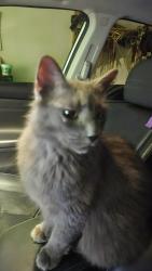 Found/Stray Female Cat last seen Food lion, Maryville, TN 37804