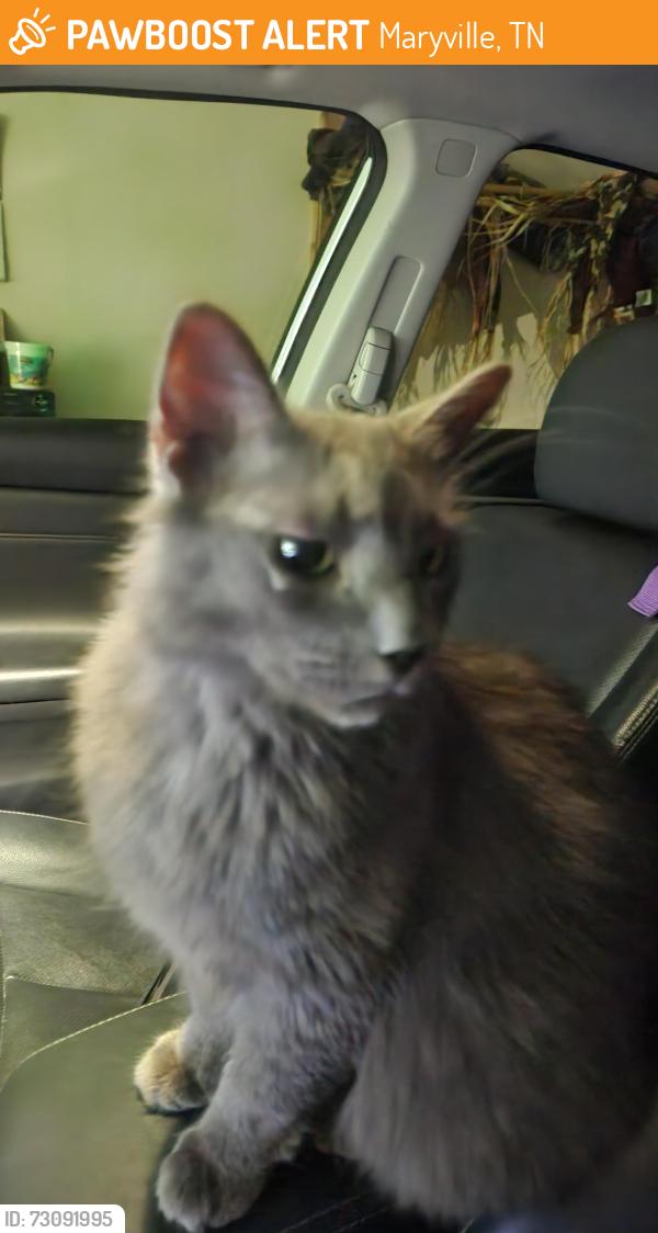 Found/Stray Female Cat last seen Food lion, Maryville, TN 37804