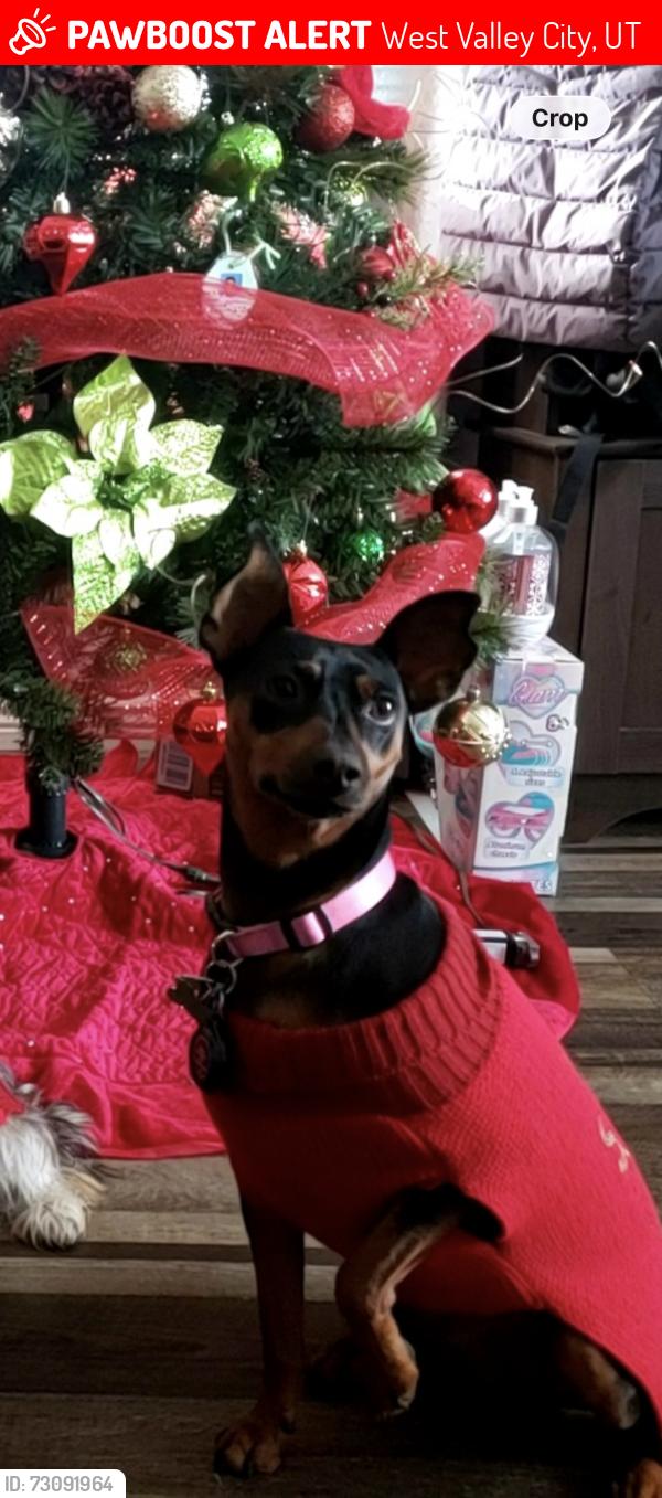Lost Female Dog last seen West Valley Fire Station, Mountain View Trailer Park, Decker Lake Park, West Valley City, UT 84119