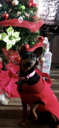 Lost Female Dog last seen West Valley Fire Station, Mountain View Trailer Park, Decker Lake Park, West Valley City, UT 84119