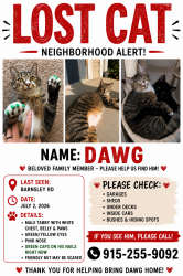Lost Male Cat last seen Atherstone, Harnett County, NC 27501