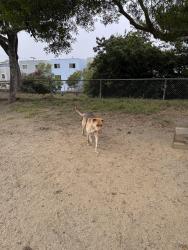 Reunited Male Dog last seen Mission Hills Park, Daly City, CA 94014