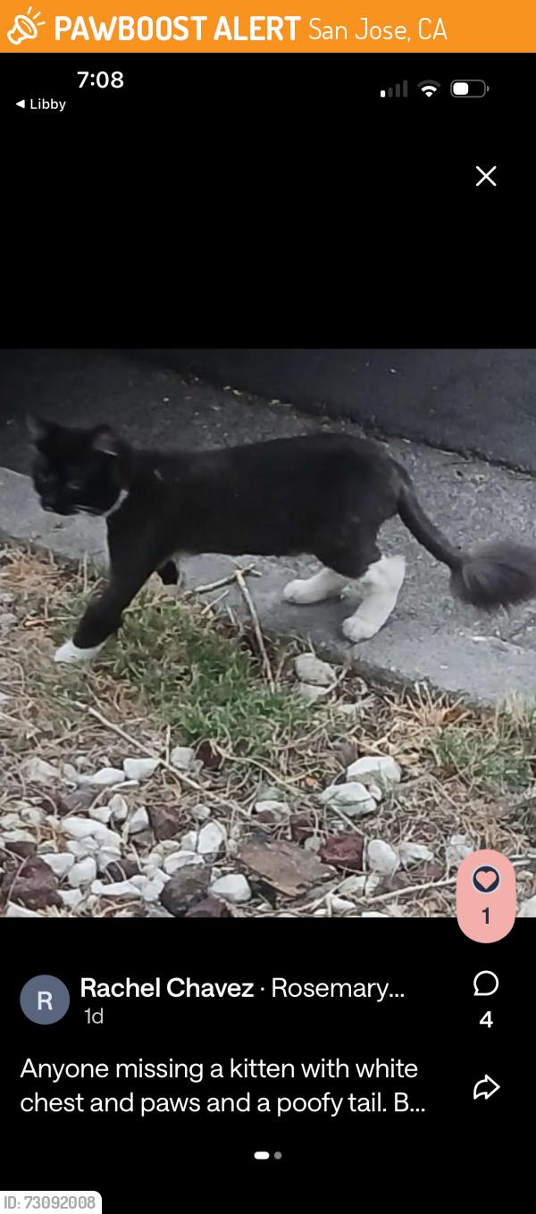 Found/Stray Unknown Cat last seen Rosemary ave, San Jose, CA 95110