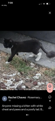 Found/Stray Unknown Cat last seen Rosemary ave, San Jose, CA 95110