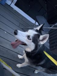 Lost Male Dog last seen Near west main st mason oh, Mason, OH 45040