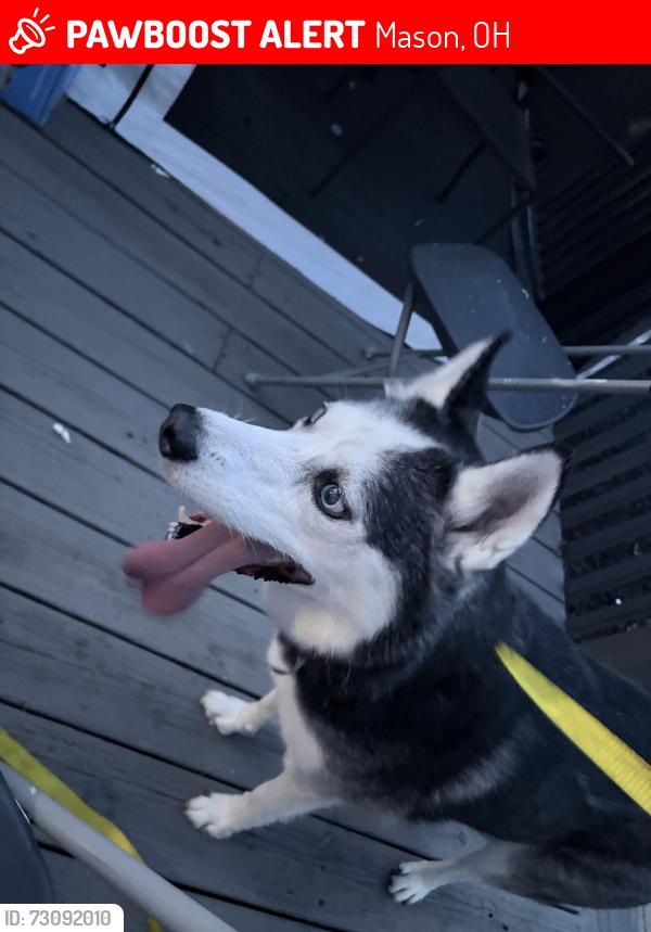 Lost Male Dog last seen Near west main st mason oh, Mason, OH 45040