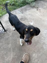 Found/Stray Male Dog last seen Near Pinson Valley Pkwy Birmingham, AL 35217 United States, Birmingham, AL 35217