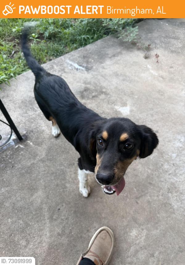 Found/Stray Male Dog last seen Near Pinson Valley Pkwy Birmingham, AL 35217 United States, Birmingham, AL 35217