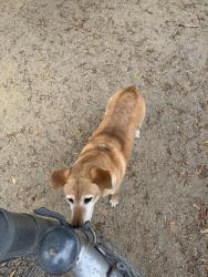 Reunited Female Dog last seen Mission Hills Park, Daly City, CA 94014