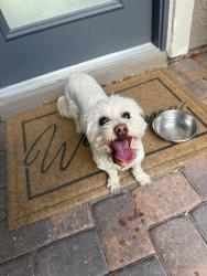 Reunited Female Dog last seen Mount Cass and Roman Helmet, Enterprise, NV 89141
