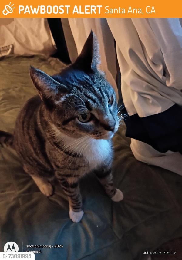 Found/Stray Unknown Cat last seen Off McFadden nearest cross streer Euclid, Santa Ana, CA 92704