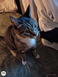 Found/Stray Unknown Cat last seen Off McFadden nearest cross streer Euclid, Santa Ana, CA 92704