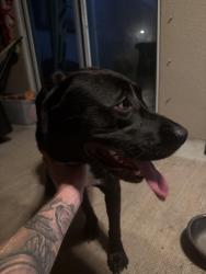 Found/Stray Male Dog last seen SE Coral Reef street, Port St. Lucie, FL 34986