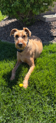Reunited Male Dog last seen 108th  and 175th Orland Park il, Orland Park, IL 60467