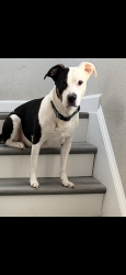 Reunited Male Dog last seen Palem Rd, Philpotts Rd, Norfolk, VA 23513