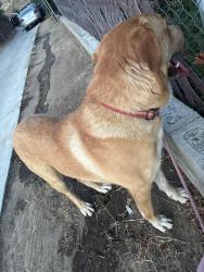 Found/Stray Male Dog last seen Tyler street, Riverside, CA 92503