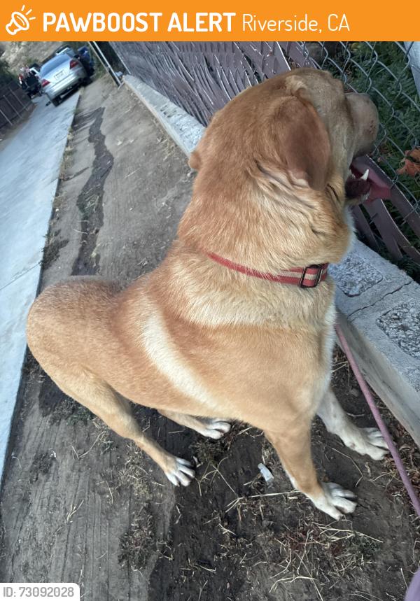 Found/Stray Male Dog last seen Tyler street, Riverside, CA 92503