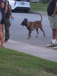 Found/Stray Male Dog last seen Pico rivera golf course, Pico Rivera, CA 90660