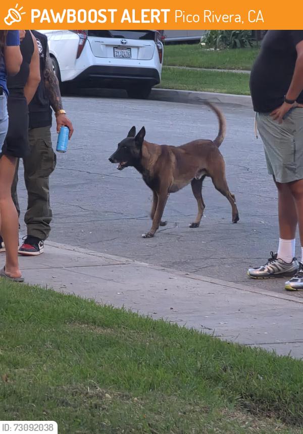 Found/Stray Male Dog last seen Pico rivera golf course, Pico Rivera, CA 90660