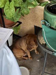 Found/Stray Female Dog last seen Foothill ave. , Hayward, CA 94541